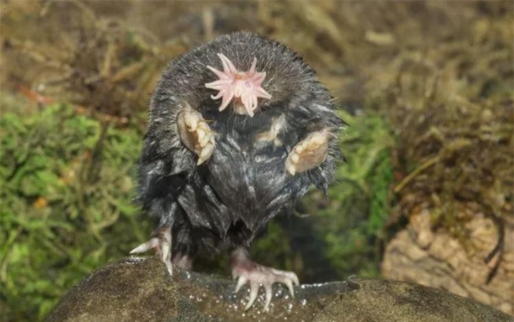 Những loài động vật xấu xí nhất hành tinh ảnh 6