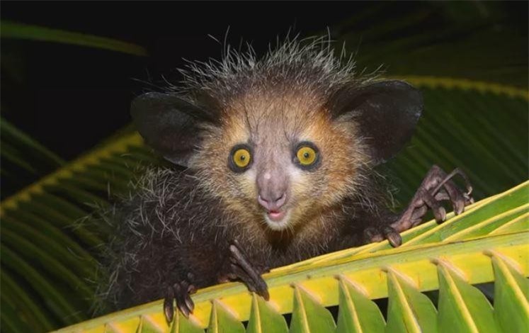 Những loài động vật xấu xí nhất hành tinh ảnh 7