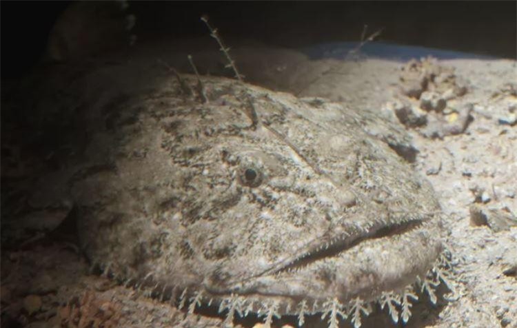 Những loài động vật xấu xí nhất hành tinh ảnh 8