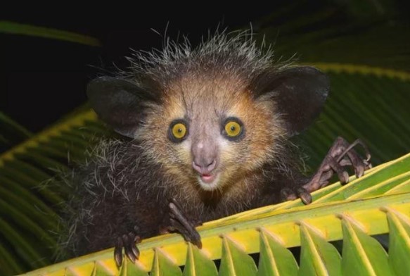 Những loài động vật xấu xí nhất hành tinh