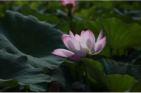 Sống ở đời, giàu có hay chật vật, hạnh phúc hay khổ đau quyết định bởi 2 chữ này