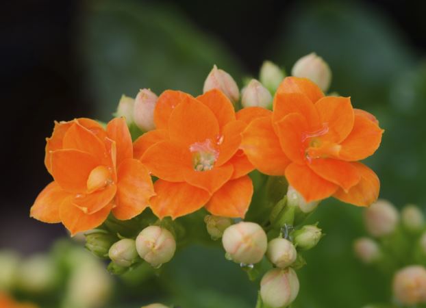 Tổ Tiên nhắc nhở: Người dù tài giỏi đến đâu cũng cần học cách cúi đầu trước 3 người này