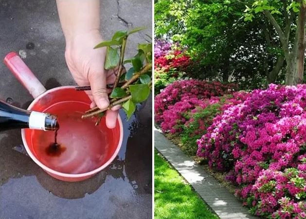 Tưới thứ gia vị này vào đất, hoa giấy sẽ không bao giờ vàng lá, hoa nở rực rỡ quanh năm