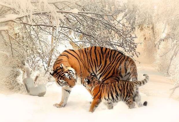 Càng già càng tụ lộc: 4 tuổi phú quý đến muộn, sau 40 tiền của chất như núi trong nhà