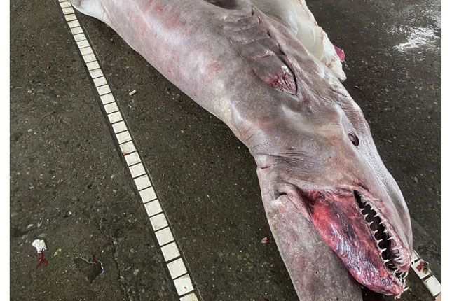 Bắt được cá mập yêu tinh 'khủng' đang mang thai 6 con