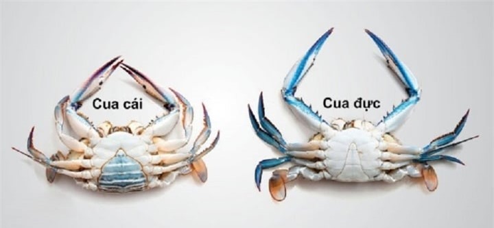 Cách phân biệt cua đực và cua cái ra sao? - 2