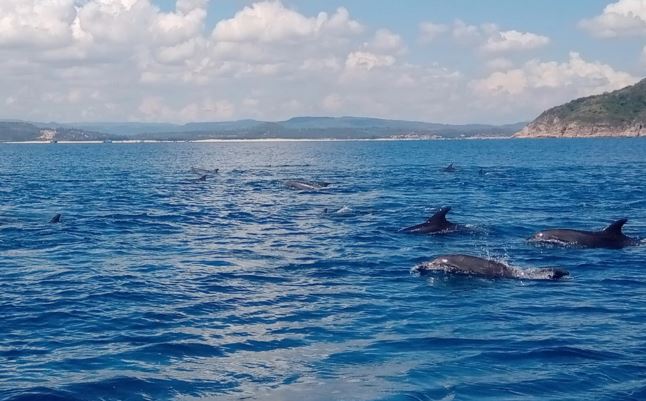 Đàn cá heo lần đầu tiên xuất hiện ở biển bán đảo Sơn Trà