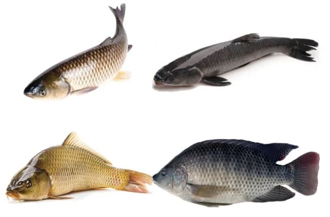 Điểm mặt những loại cá không nên mua