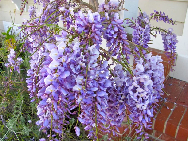 Tử đằng (dây sắn tía, hoa fuji) có danh pháp khoa học là Wisteria sinensis. Nó là loài thực vật có hoa trong họ Đậu. 