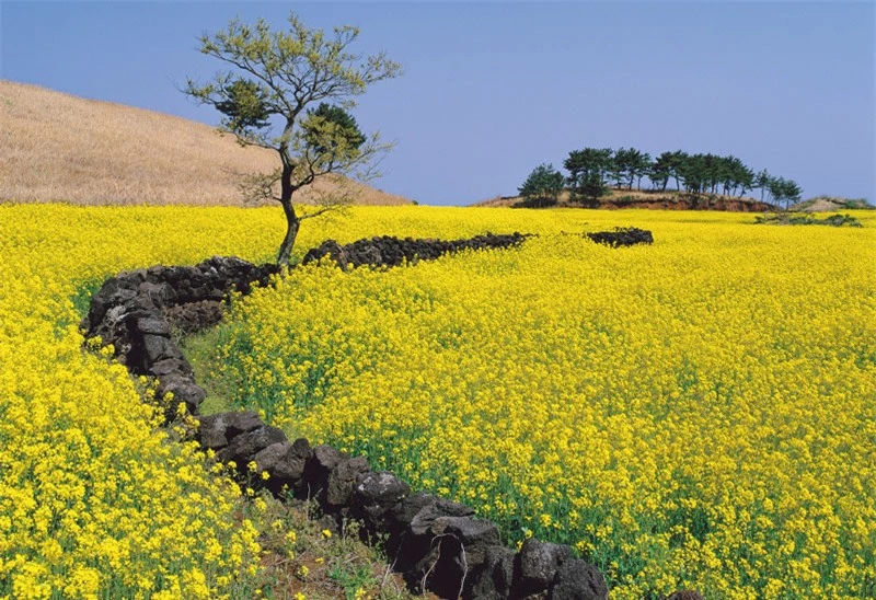 Cải dầu có tên khoa học là Brassica napus.