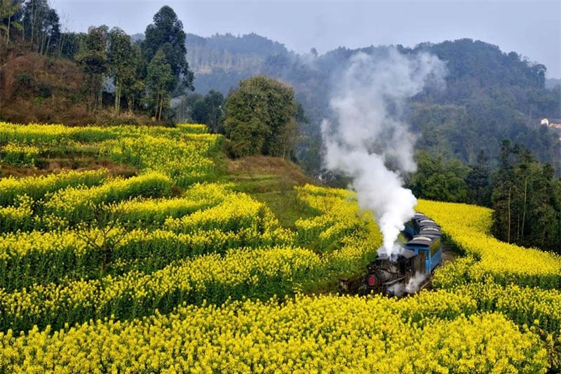 Cả đảo đắm chìm trong những đóa hoa màu vàng sáng chói, chúng mọc sum suê khắp nơi trong suốt mùa xuân. Lễ hội Hoa cải dầu là một trong những lễ hội nổi tiếng nhất ở Jeju và là điểm tham quan hấp dẫn một lượng lớn du khách mỗi năm.