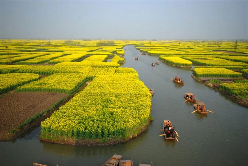 Đây là loài thực vật có hoa trong họ Cải. Loài này được L. mô tả khoa học đầu tiên năm 1753.