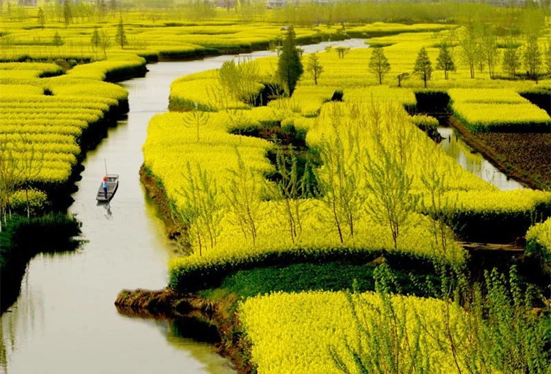 Loài cải này được trồng ở nhiều nơi trên thế giới. Từ châu Á tới châu Âu, châu Mỹ...