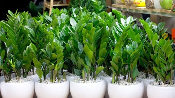 Vì sao nên để cây kim tiền ở trong nhà? - 2