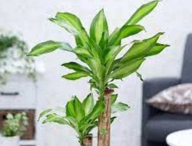 Người giàu cực chuộng 6 cây cảnh này: Trưng trong nhà để hút may mắn, tài lộc phơi phới