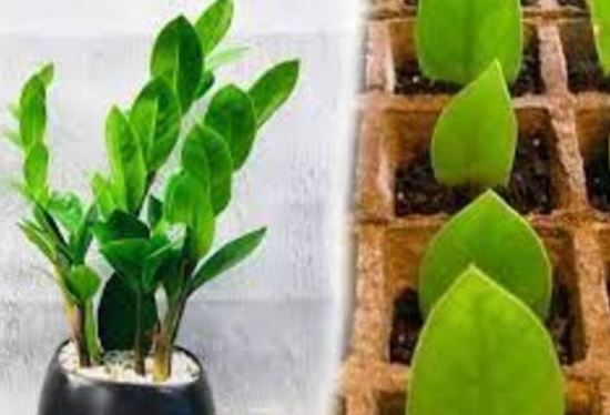 Cây kim tiền ‘mê mệt’ loại nước này: Tưới mỗi ngày cây nở hoa trổ lá mơn mởn, tiền bạc kéo về chật két