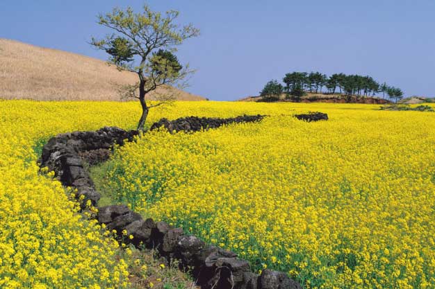 Vẻ rực rỡ của những cánh đồng cải đẹp nhất thế giới