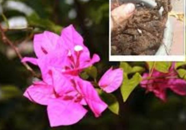 Hoa giấy chỉ tưới nước chưa đủ: Hòa thêm vài thìa này vào, hoa nở rộ, lá xanh tốt quanh năm