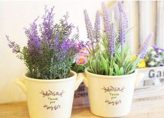 8 loại cây trồng xua muỗi đuổi chuột lại tạo hương thơm giúp thư giãn