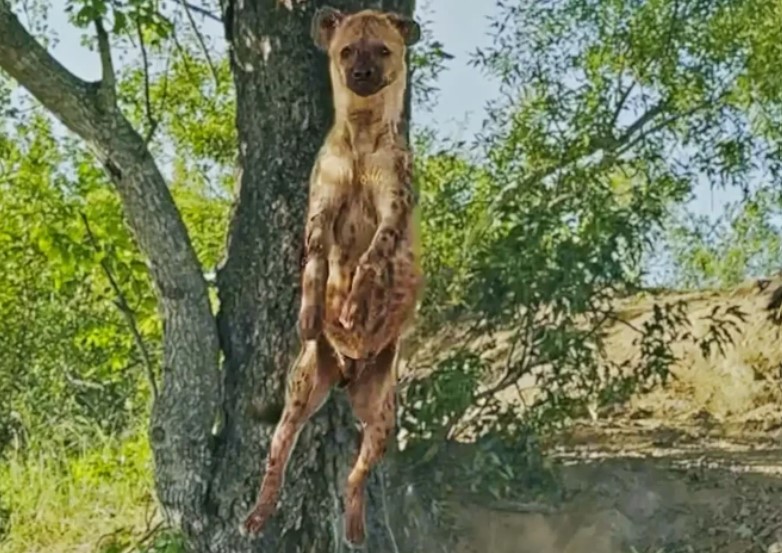 Nỗ lực hay những trò lố lăng của linh cẩu khi bị cơn đói dày xé?