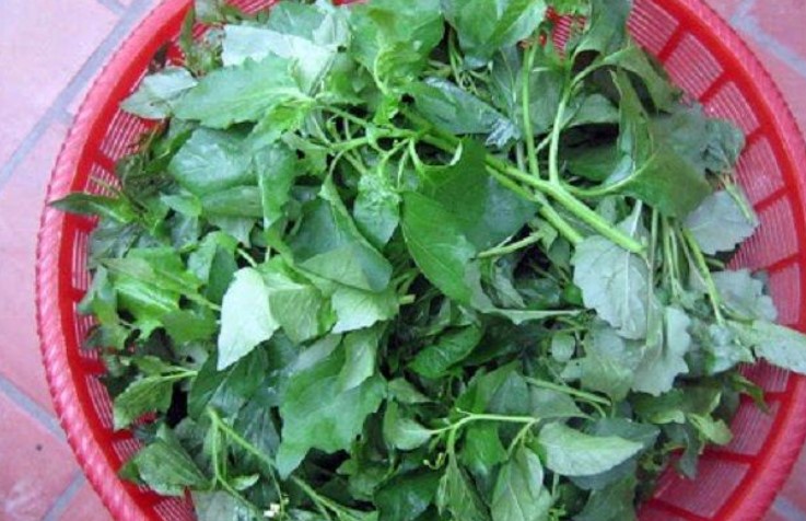 5 loại rau 'trường thọ' được cả thế giới ca tụng, ở Việt Nam rất nhiều nhưng ít người để ý