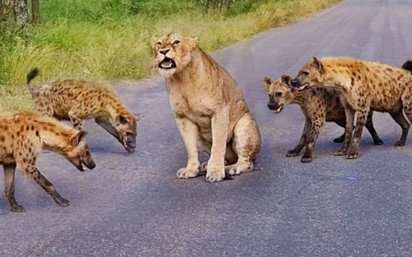 Sa cơ, Vua sư tử rơi vào giữa vòng vây của kẻ thù truyền kiếp