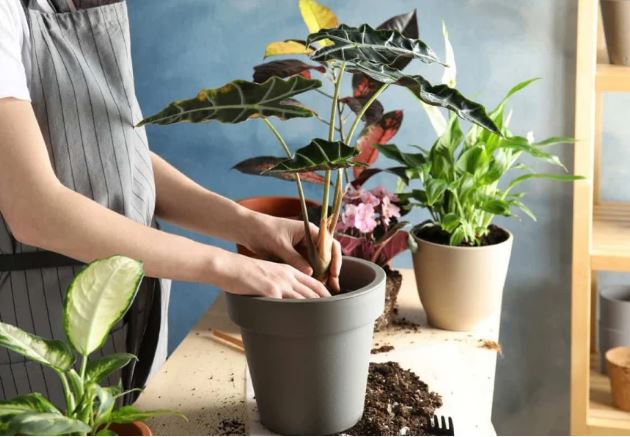 2 thứ không tốn tiền mua nhưng giúp cây cảnh có rễ khỏe, hoa nở quanh năm