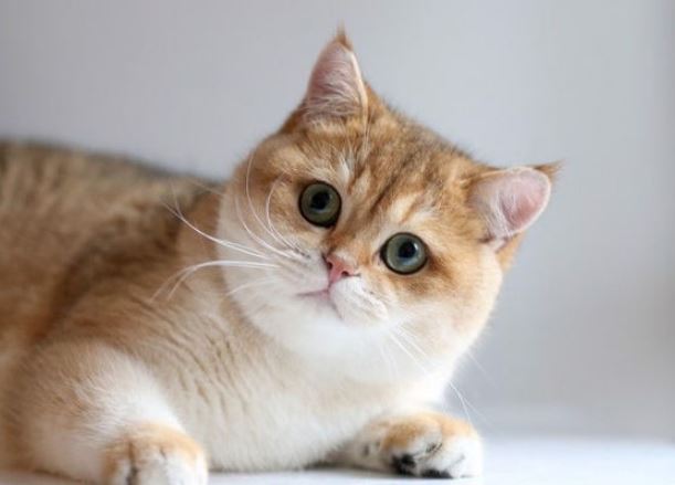 3 con giáp nói được làm được, khả năng vượt trội, hậu vận tiền của không thiếu