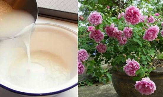 Không cần phân bón, thứ nước này giúp lá tươi xanh, hoa nở rộ lại chẳng tốn tiền mua