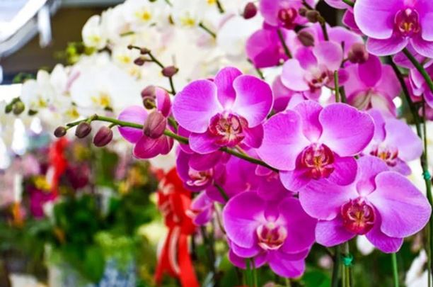 Trồng hoa hồng, hoa lan mà biết đến loại phân bón này thì hoa nở nhiều, bông to