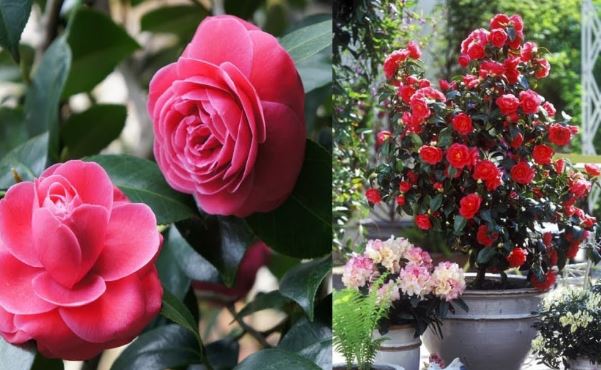 Trồng hoa trà biết 6 bí quyết này hoa nở tươi rực rỡ