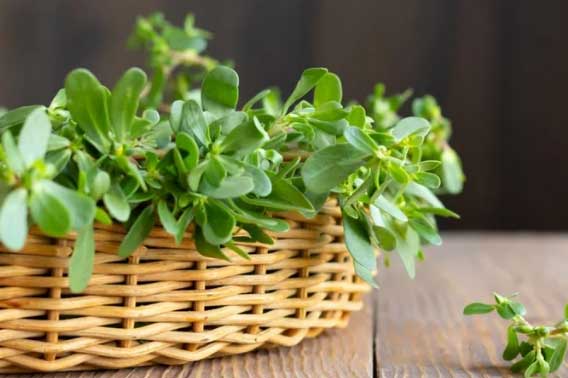 Tưởng cây mọc dại hoá ra là “kháng sinh tự nhiên”, xưa chỉ thái cho lợn ăn, nay có ngay món ngon, bổ dưỡng