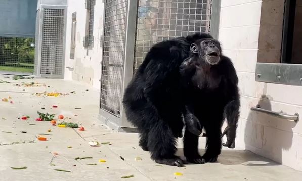 Khoảnh khắc tinh tinh nuôi nhốt 28 tuổi lần đầu tiên được nhìn thấy bầu trời rộng mở