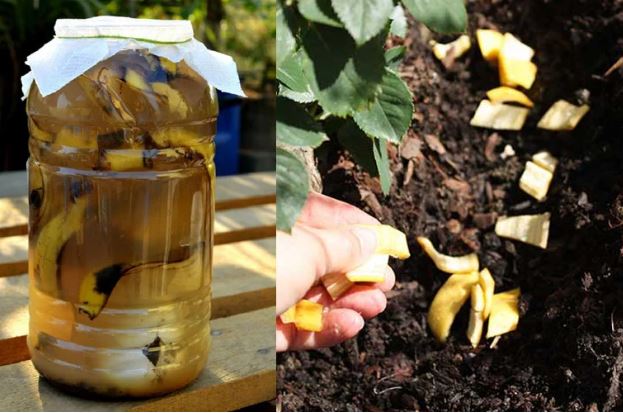 Tự chế 3 loại vỏ bỏ đi thành ‘thần dược’ bón cây giúp cành lá xum xuê, hoa nở liên tục