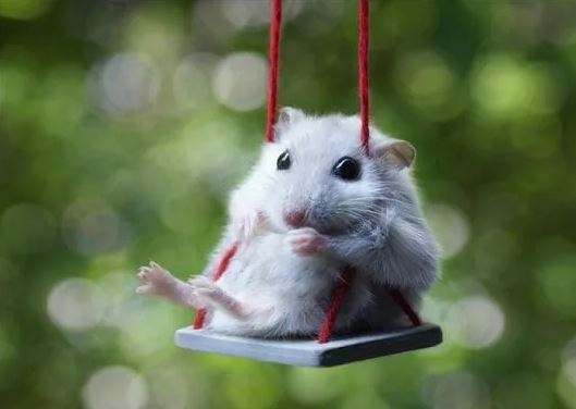 Sau tuổi 30, 3 con giáp này có thể kinh doanh thắng lớn, làm ăn dễ phát tài