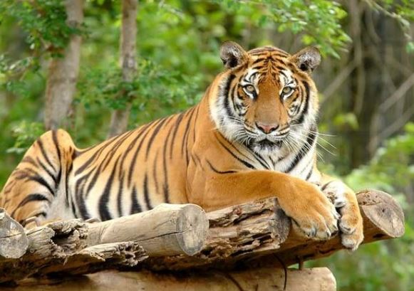 3 con giáp biết nhìn xa trông rộng, sự nghiệp ngày càng bền vững