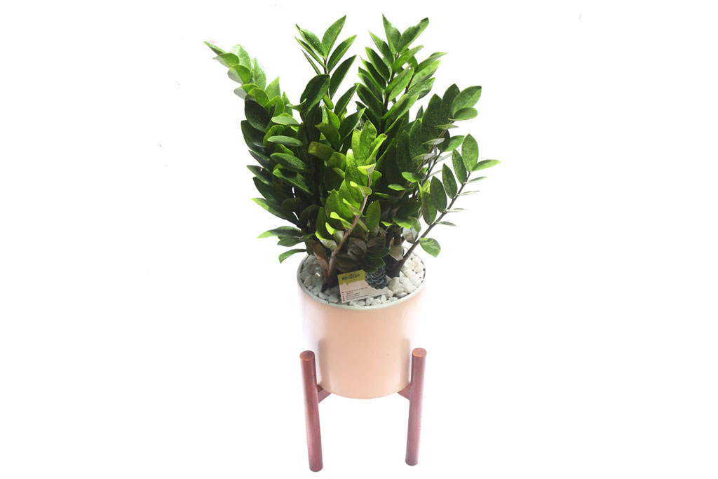 Ý nghĩa và vị trí đặt cây kim tiền trong phong thủy