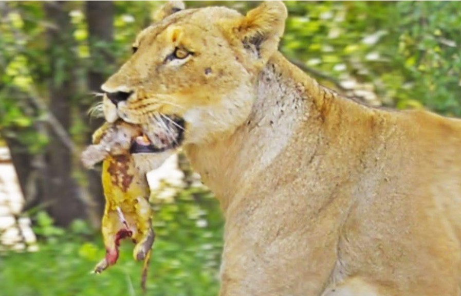 Hé lộ khoảnh khắc thiêng liêng của chúa tể rừng xanh