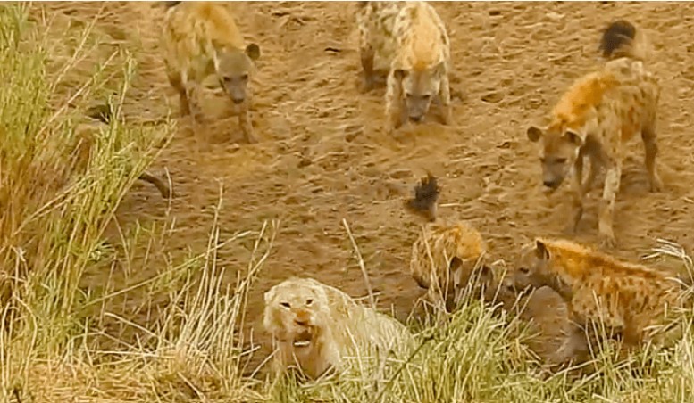 Bắt học đắt giá cho chủng tộc dám cả gan bắt nạt nhà vua