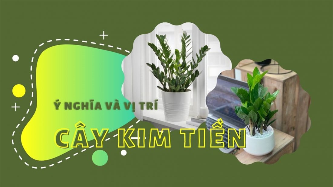 Cây kim tiền Cây kim tiền