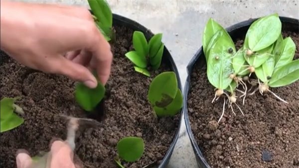 Ý nghĩa và vị trí đặt cây kim tiền trong phong thủy Ý nghĩa và vị trí đặt cây kim tiền trong phong thủy