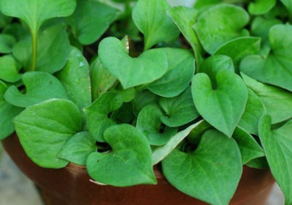 3 loại thực phẩm nên ăn, 3 loại nước nên uống giúp phụ nữ tránh xa bệnh phụ khoa