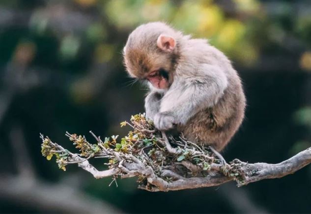 4 con giáp nữ có thể kiếm tiền như ‘mưa’, lộc lá đầy tay