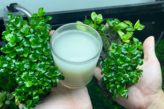 Thêm thứ này vào nước vo gạo để tưới cây, lá xanh tốt, hoa nở quanh năm