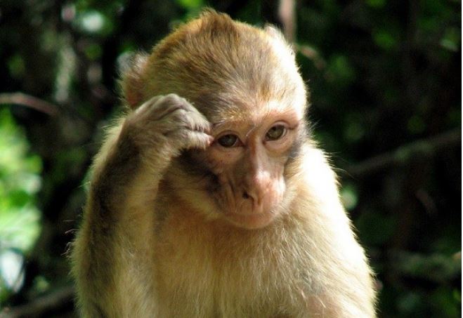 3 con giáp lộc lá đầy nhà, sau tuổi 35 phất lên nhanh chóng, tài sản tăng dần đều