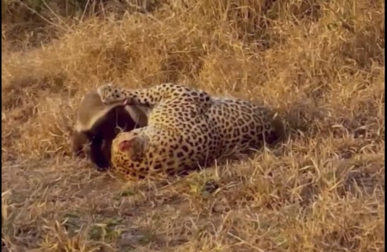 Cuộc chiến giành giật sự sống của loài động vật được mệnh danh là "bất cần" nhất trong thế giới hoang dã