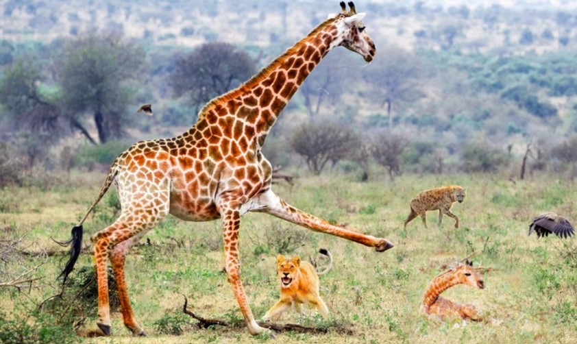 Cuộc chiến không cân sức giữa hươu cao cổ và nhóm thợ săn mồi nguy hiểm bậc nhất thế giới tự nhiên hoang dã