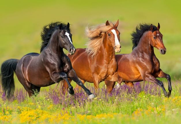 3 con giáp có lộc kinh doanh, chỉ hợp làm chủ, tiền chảy vào túi như nước