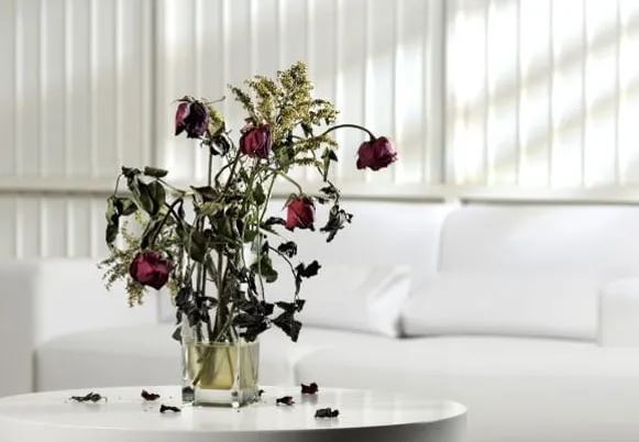 Người xưa chỉ dạy: Nhà có 3 thứ này vận xui đeo bám, làm việc chăm chỉ cũng khó giàu