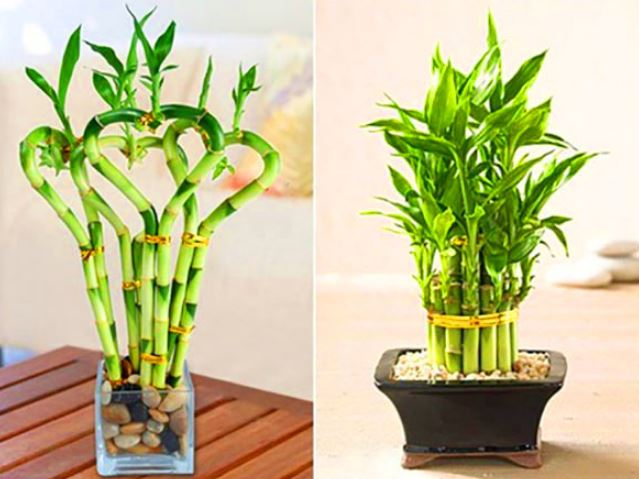 Góc nhà trồng 3 loại cây này: Tài lộc tìm đến cửa, quanh năm phát tài